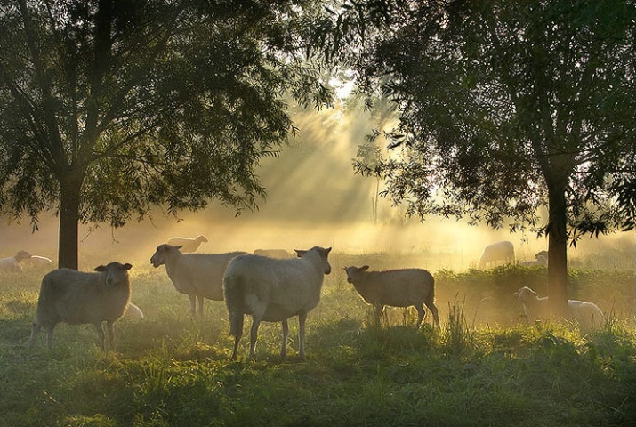 Counting Sheep