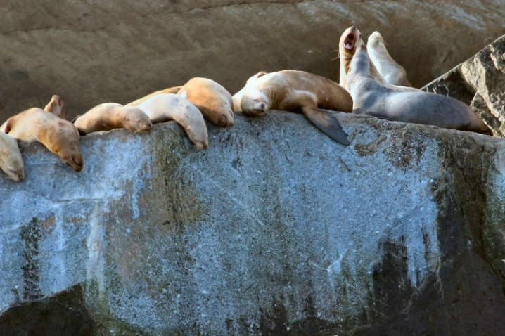 Sea Lions a Sunning