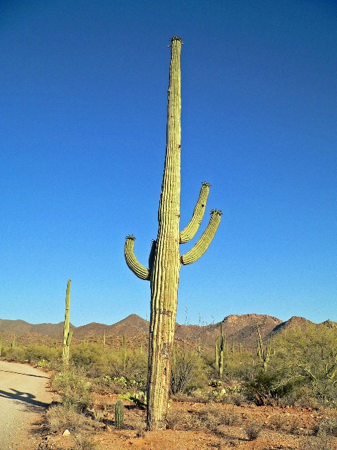 Saguaro cactus in Saguaro National Park, AZ