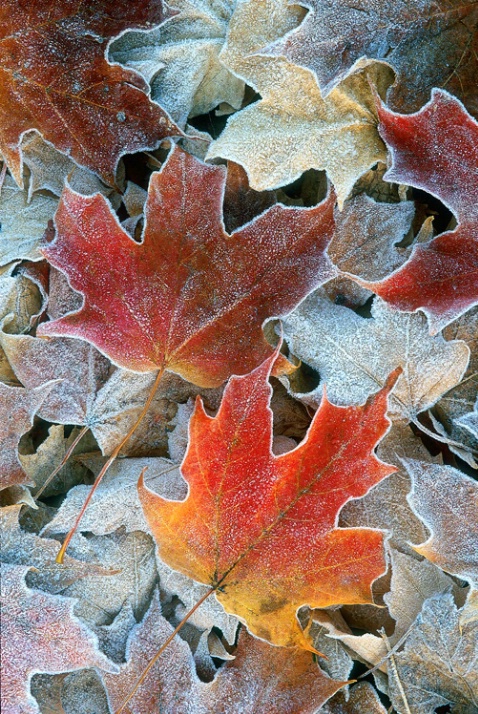 Frosted Maple Leaves