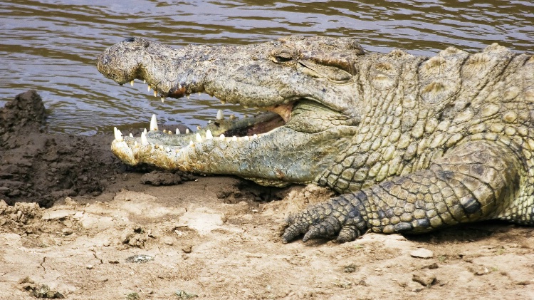Crocodile on the Mara 