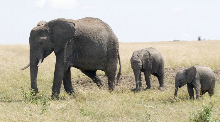 Elephant with Two Calves