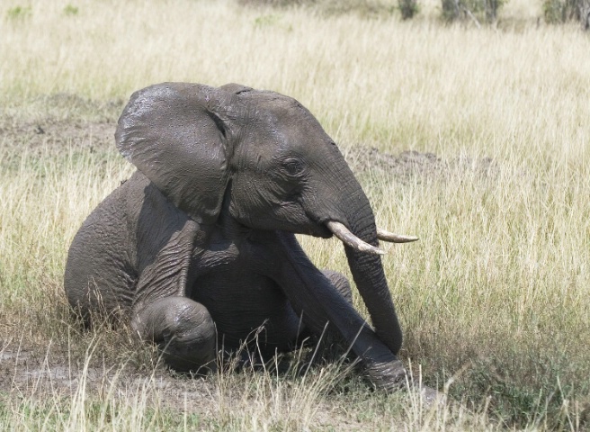 Elephant Taking a Mud Bath