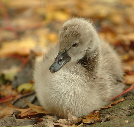 Autumn Swan