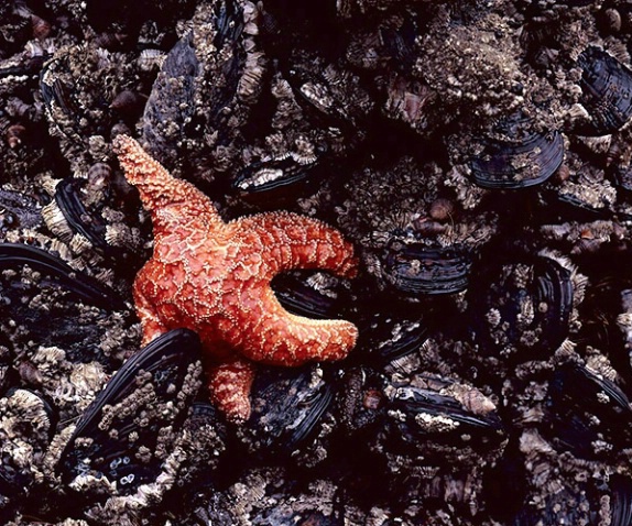 starfish and muscles