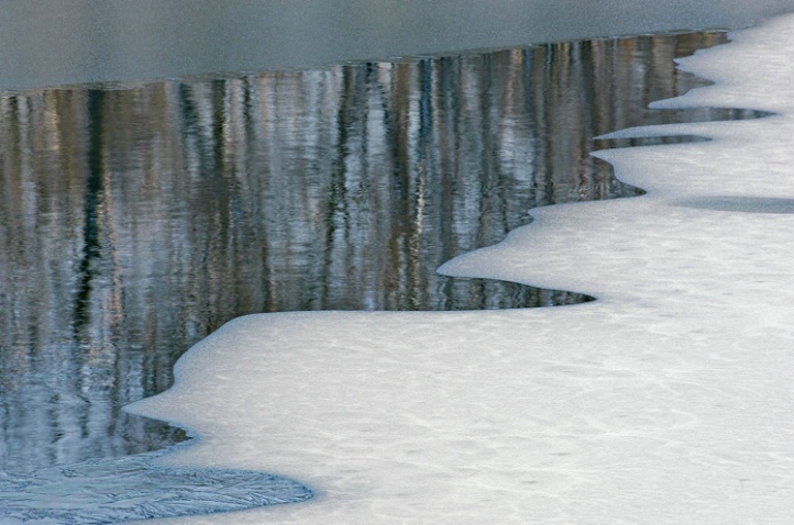 Trees Framed in Ice