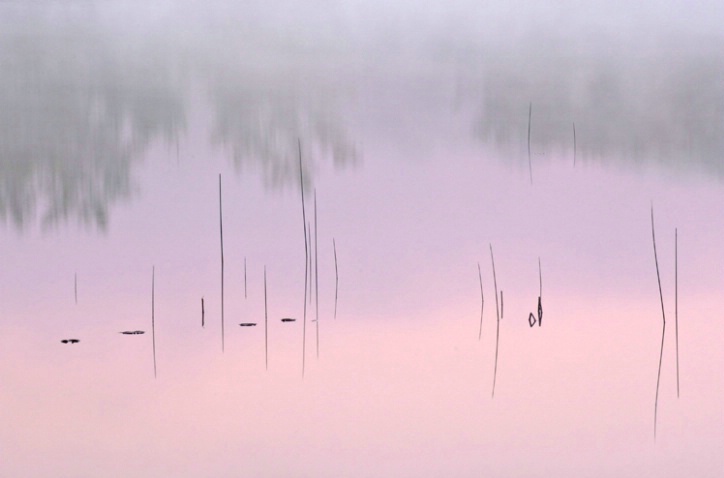 Reeds at Dawn Hall Lake