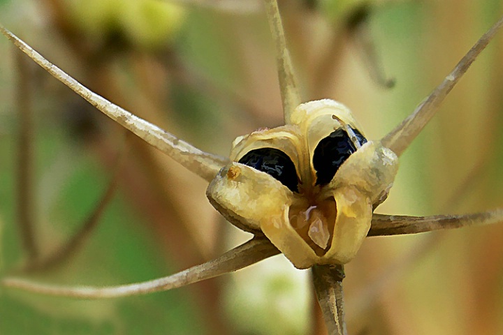 Gone to Seed