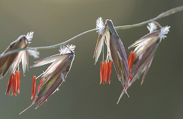 Grass seeds