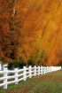 Fenced-in Fall