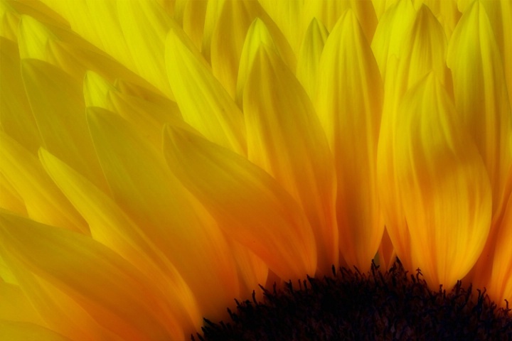 Magic Sunflower