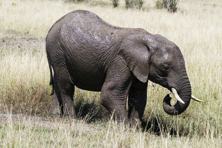 Elephant preparing to take a mud bath