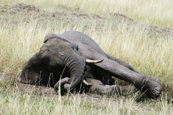 Elephant lying in a muddy depression