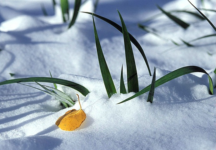 Yellow Leaf on Snow