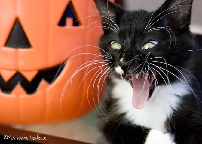 Cleo's Scary Pumpkin Face