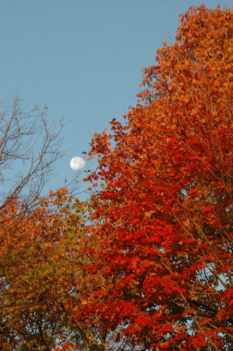 Fall Moonset