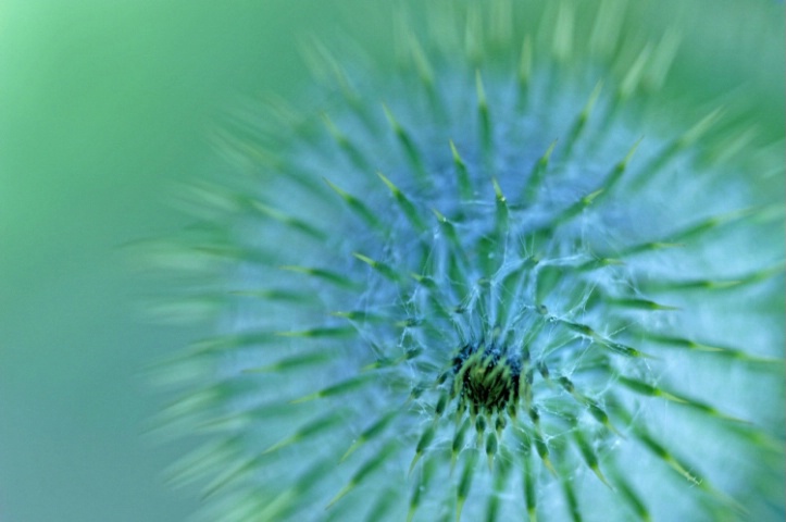 Prickly