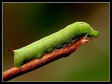 Larva