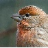 2House Finch Closeup - ID: 2923462 © John Tubbs