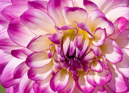 Dahlia Delight