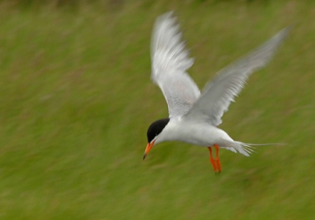 Forsters Tern