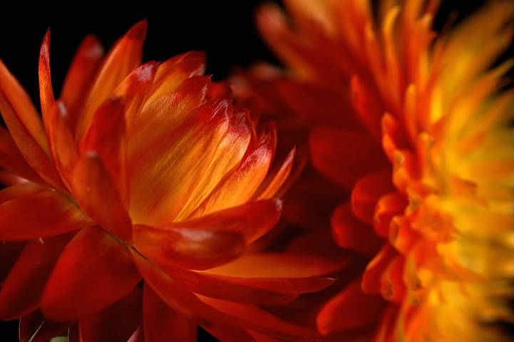 Straw Flowers