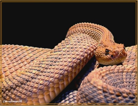 Portrait of a Rattle Snake