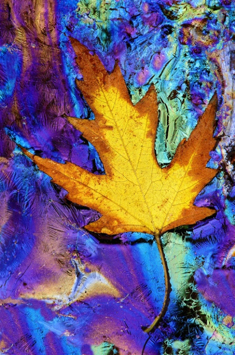Maple Leaf and Plant Oils