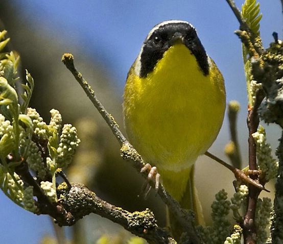 Common Yellowthroat Staredown - ID: 2929356 © John Tubbs