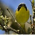 2Common Yellowthroat Staredown - ID: 2929356 © John Tubbs