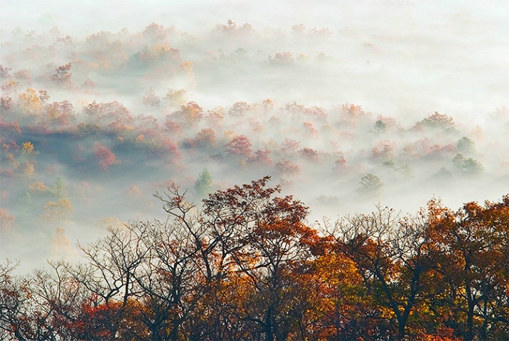Fall trees in the Fog