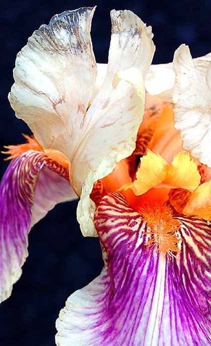 Iris Elegance #2