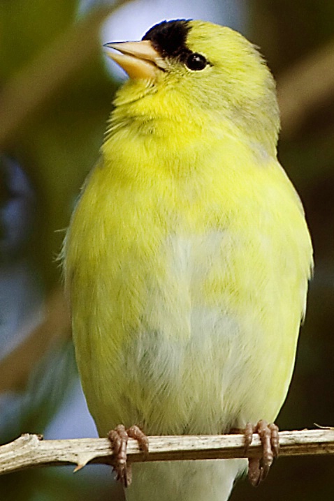 American Goldfinch - ID: 2931938 © John Tubbs