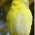 2American Goldfinch - ID: 2931938 © John Tubbs