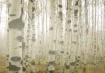 Aspens in Fog