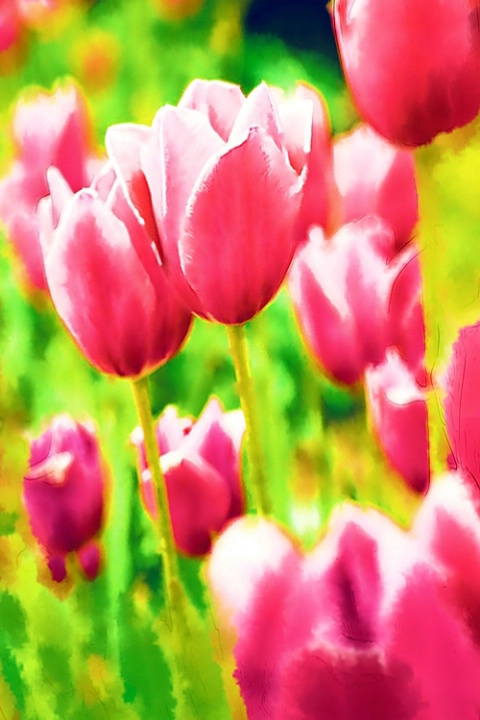 Tulips