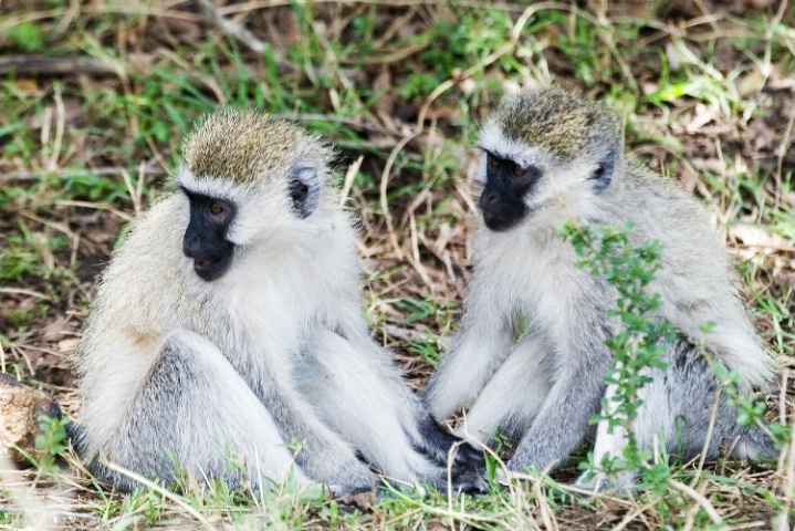 Two Black-faced Vervet Monkeys
