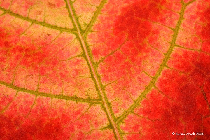 Maple leaf Veins