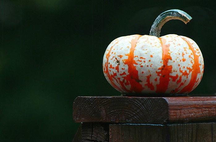 One Little Pumpkin Sitting on a Fence