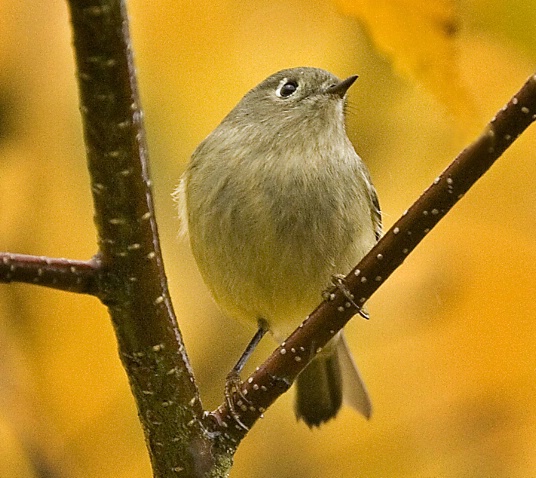 Ruby Crowned Kinglet in Fall Colors - ID: 2937931 © John Tubbs