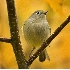2Ruby Crowned Kinglet in Fall Colors - ID: 2937931 © John Tubbs