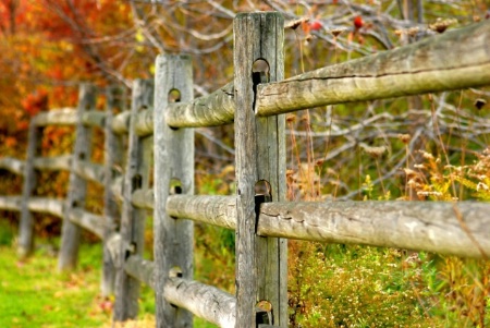 Fenced In 