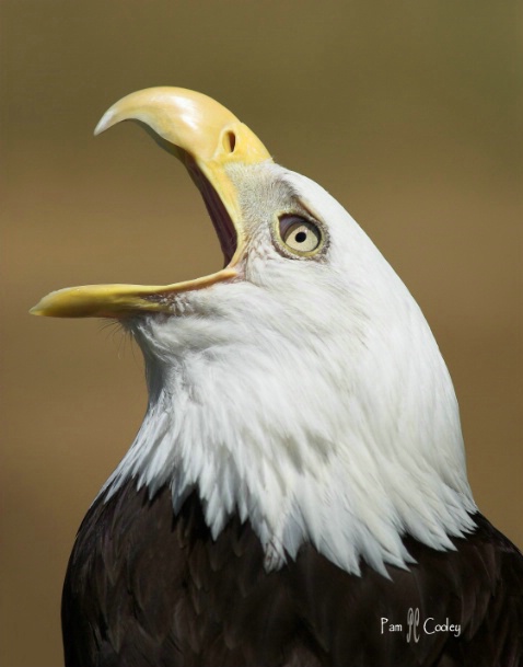 Talking Eagle