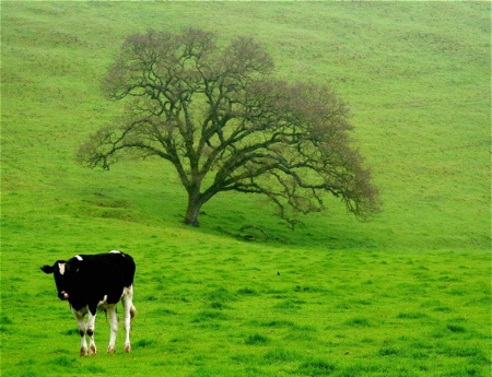 Black and White and GREEN All Over!