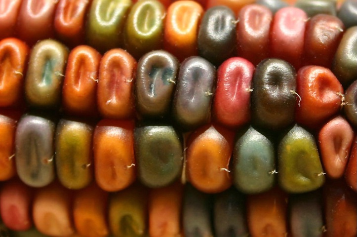 Colourful Corn