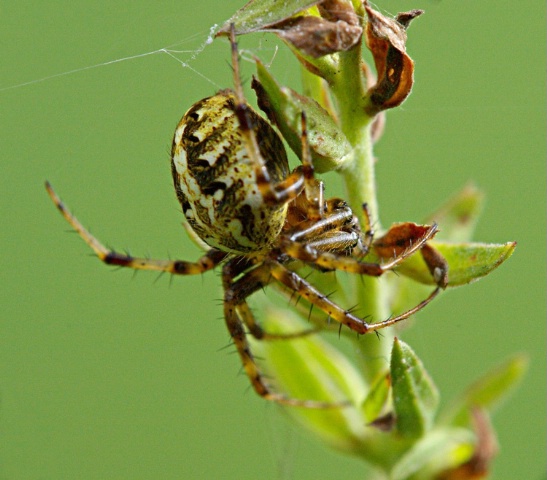 mr. spider