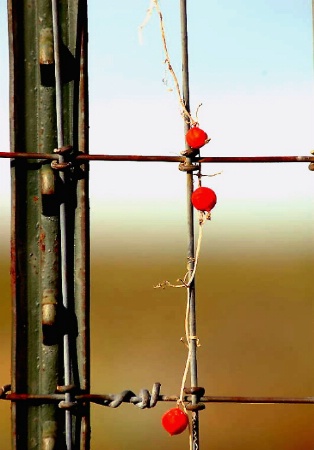 Barbed-wire Berries