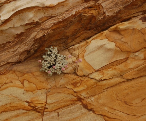  Rock And A Flower