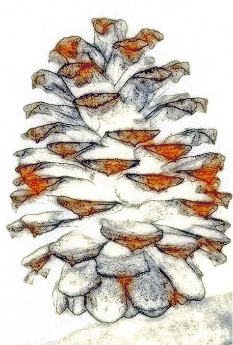 Pinecone Fantasy