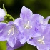 © Tedd Cadd PhotoID# 2945888: Canterbury Bells